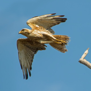 Tadoba - Juvenile white-eyed buzzard 